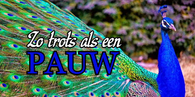 Zo trots als een pauw gemaakt